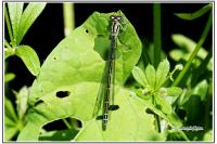 Coenagrion puella