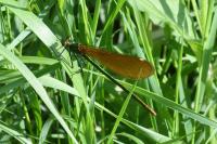 Calopteryx splendens