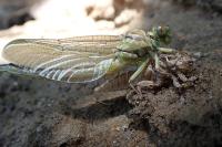Stylurus flavipes