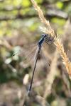 Lestes sponsa