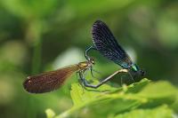 Calopteryx virgo
