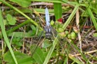 Orthetrum coerulescens