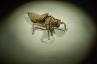 Libellula quadrimaculata