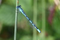 Enallagma cyathigerum