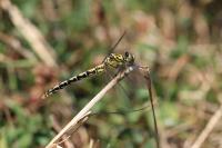 Onychogomphus forcipatus