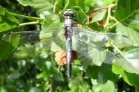 Orthetrum albistylum