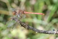 Sympetrum meridionale