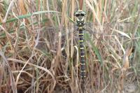 Cordulegaster boltonii boltonii