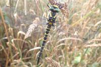 Cordulegaster boltonii boltonii