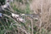 Platycnemis pennipes