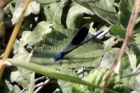 Calopteryx splendens