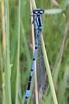 Coenagrion puella