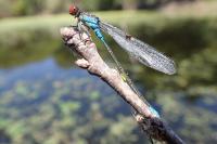 Erythromma viridulum