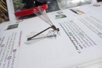 Lestes dryas