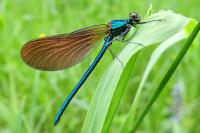 Calopteryx virgo