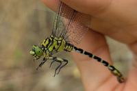 Onychogomphus forcipatus