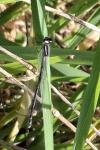 Coenagrion puella