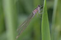 Ischnura elegans