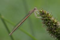 Platycnemis acutipennis