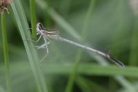 Platycnemis pennipes