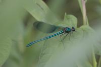 Calopteryx splendens