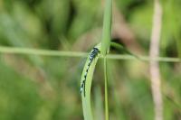 Coenagrion mercuriale