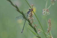 Lestes sponsa