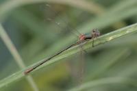 Lestes virens