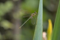 Chalcolestes viridis