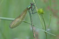 Calopteryx virgo