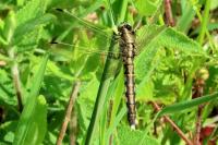 Orthetrum albistylum