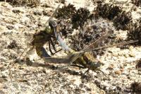 Orthetrum cancellatum
