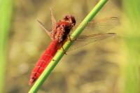 Crocothemis erythraea