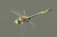 Cordulia aenea