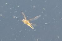 Libellula quadrimaculata