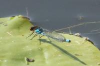 Erythromma najas