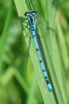 Coenagrion puella