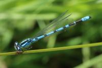 Enallagma cyathigerum