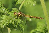 Sympetrum striolatum