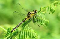 Gomphus vulgatissimus