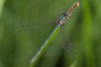 Lestes dryas