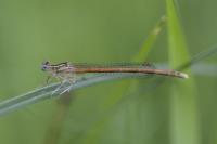 Platycnemis acutipennis