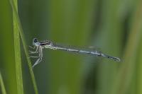 Platycnemis pennipes