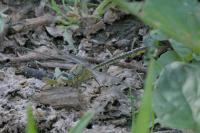 Gomphus pulchellus