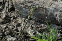 Gomphus pulchellus