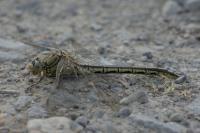 Gomphus pulchellus