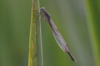 Sympecma fusca