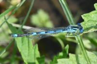 Erythromma lindenii
