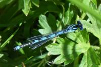 Erythromma lindenii