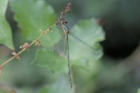 Chalcolestes viridis